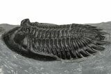 Hollardops Trilobite - Preserved Eye Facets #223650-3